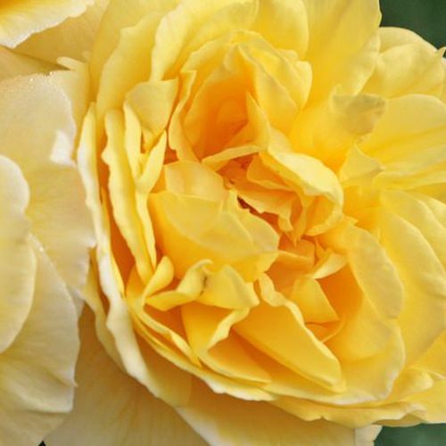 Rosa Sunstar ® - trandafir cu parfum discret - Trandafir copac cu trunchi înalt - cu flori în buchet - galben - W. Kordes & Sons - coroană tufiș - ,-